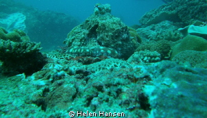 Common Octopus by Helen Hansen 